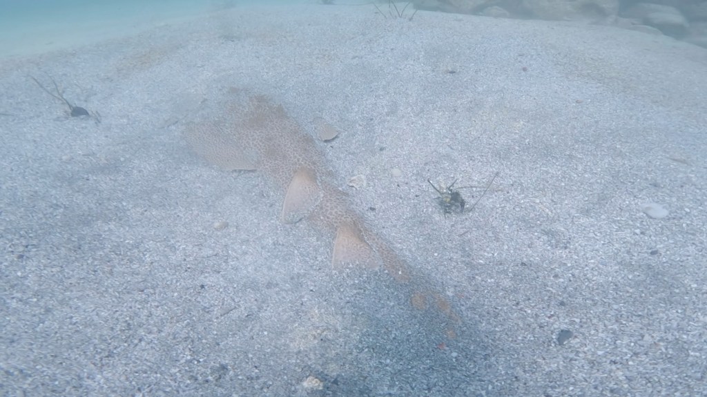 勝浦・行川２プチボート・体験ダイビング