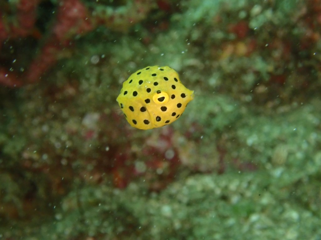 かっちゃま２ボート