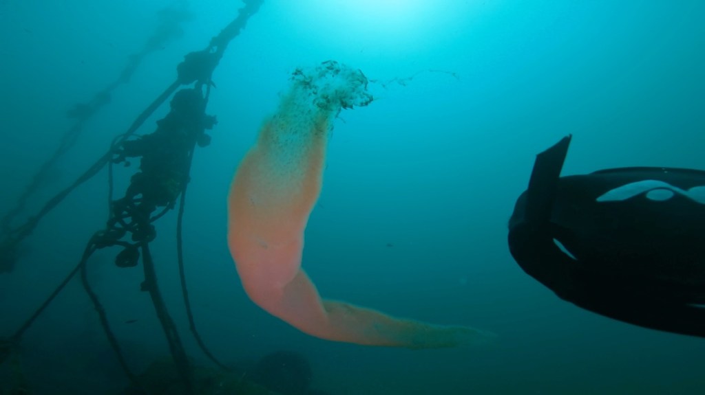 波左間３ボート・鵜原２ビーチ