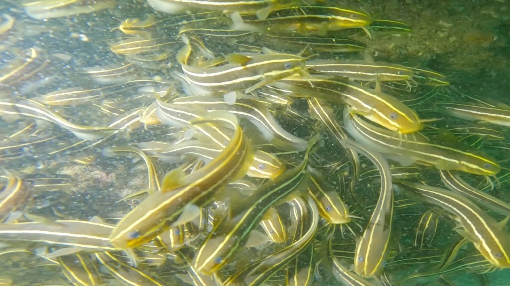 勝浦・行川２プチボート