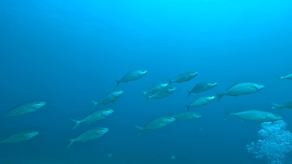 かっちゃま２ボート