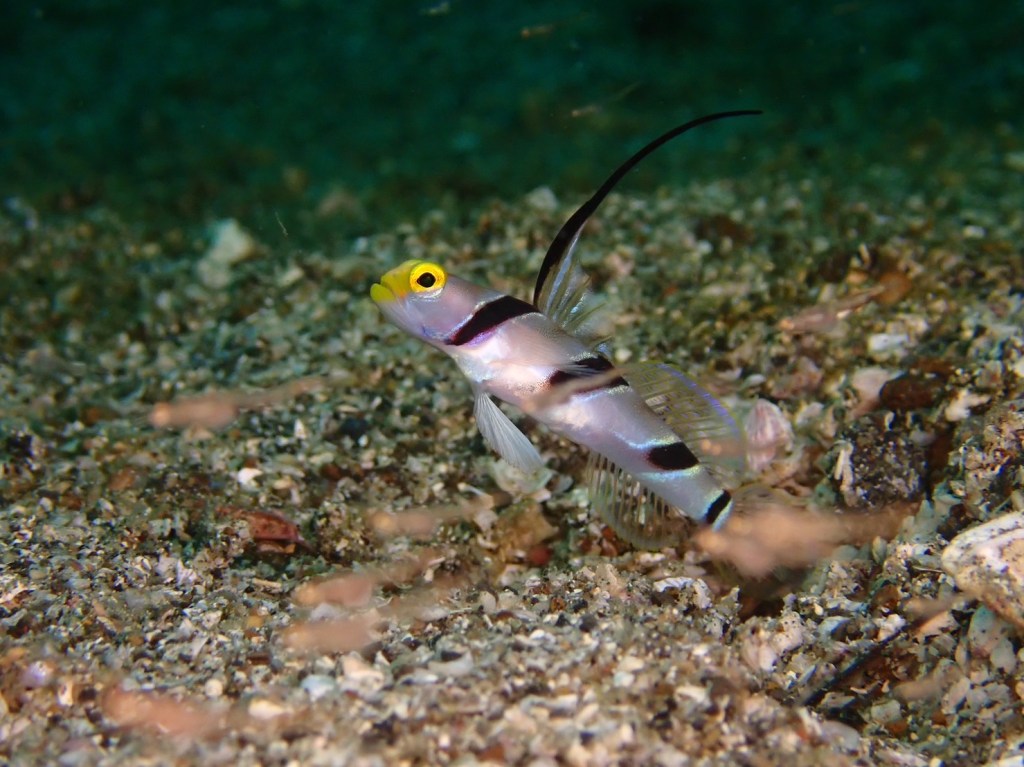 かっちゃま３ボート・鵜原シュノーケリング