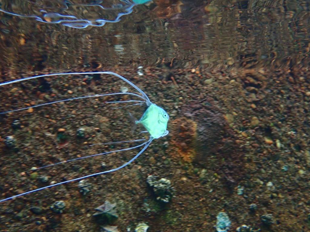 鵜原２ビーチ・体験ダイビング