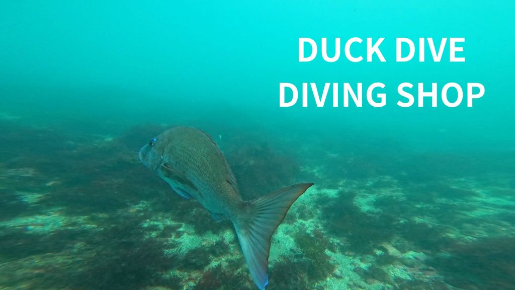 鵜原２ビーチ・体験ダイビング