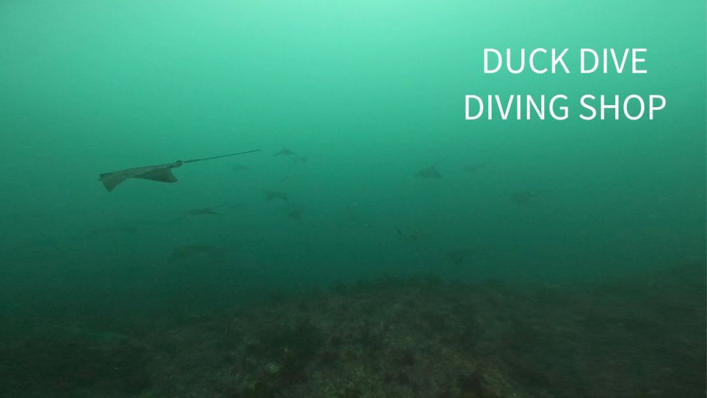 行川１プチボート２ボート