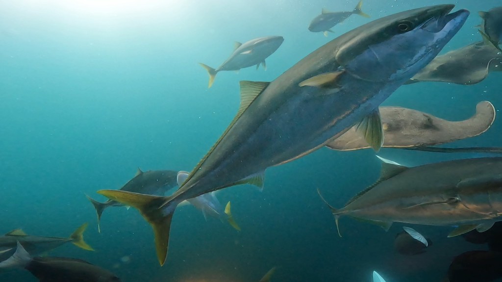 鵜原２ビーチ　伊戸３ボート