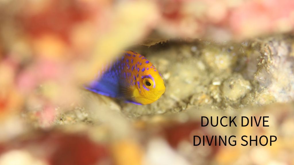 勝浦・鵜原２ボート