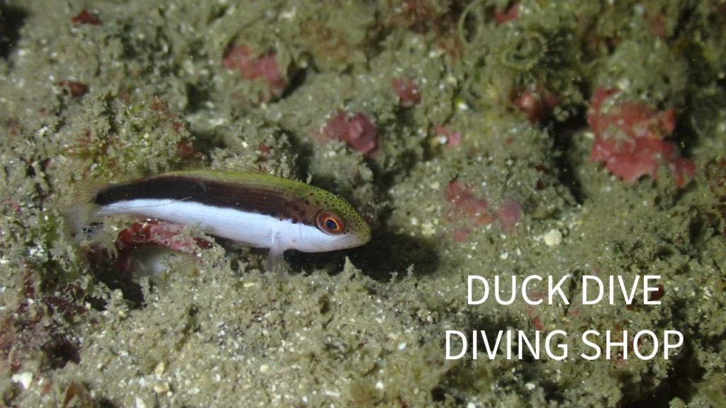 行川３プチボート