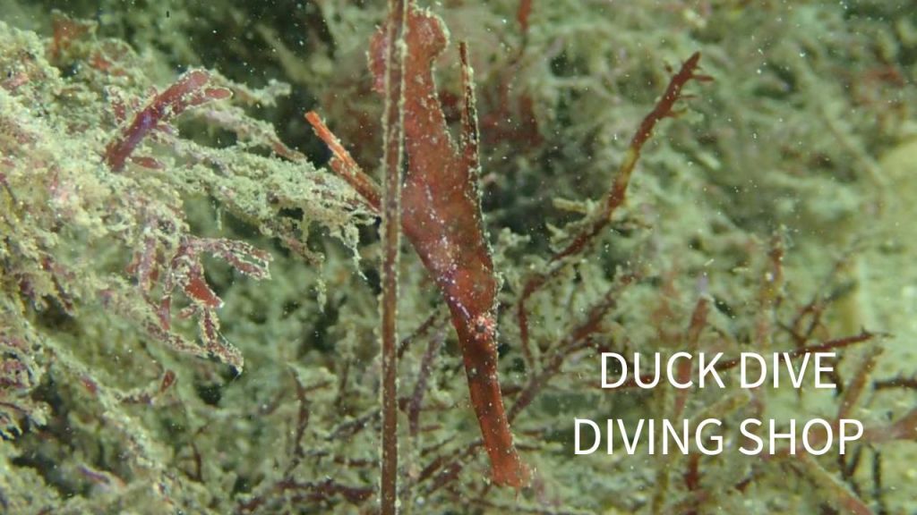 鵜原１ビーチ１ボート