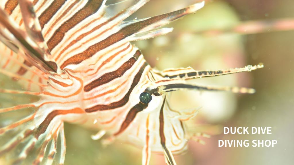 勝浦鵜原ビーチ