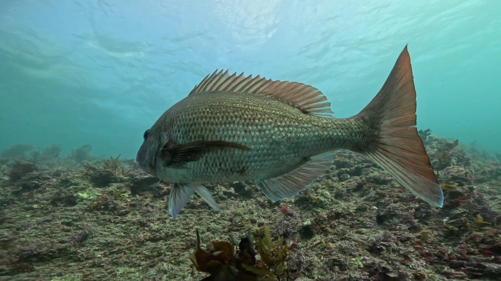 勝浦・鵜原３ビーチ・OW講習