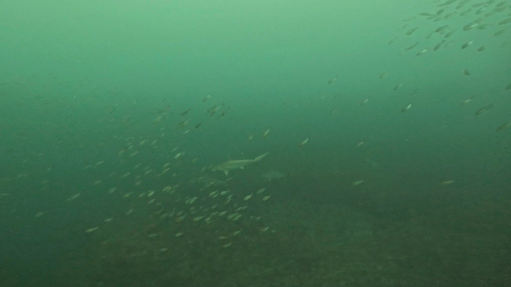 ハンマーヘッド出ました。