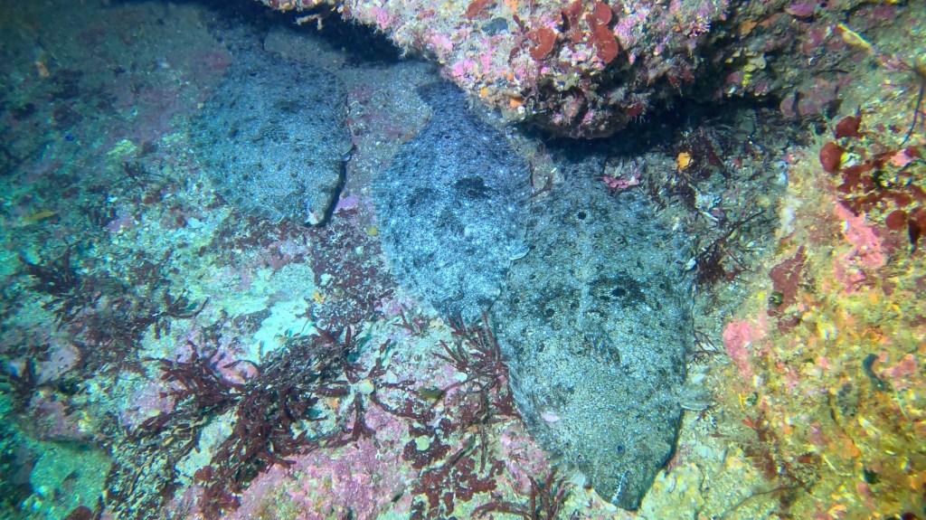 勝浦・鵜原２ボート