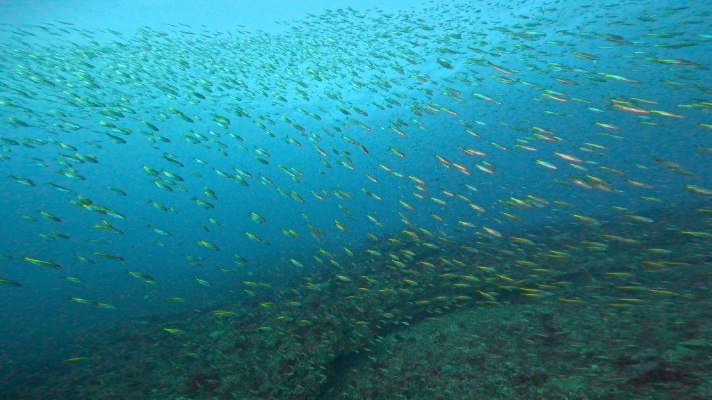 勝浦・鵜原2ボート