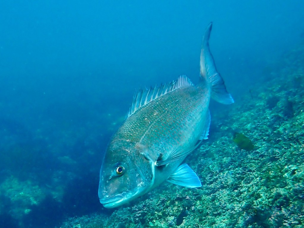 勝浦・鵜原２ビーチ
