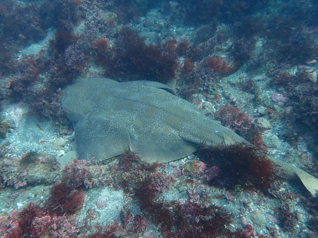 勝浦・鵜原AOW講習