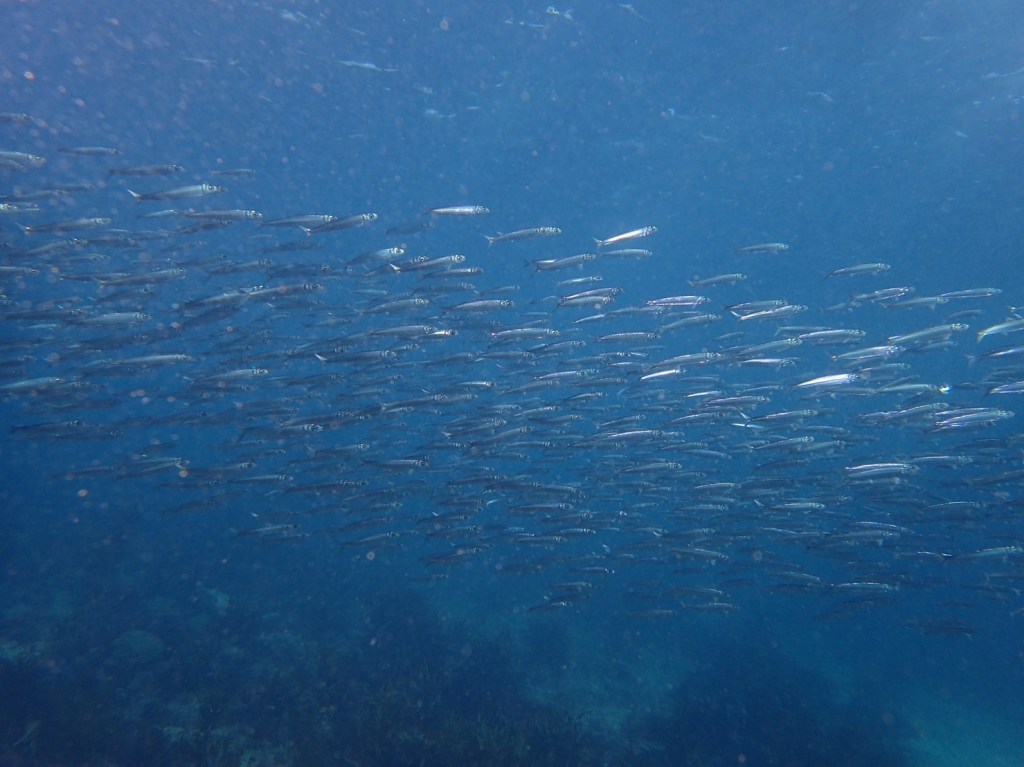 勝浦・鵜原１ビーチ１ボート