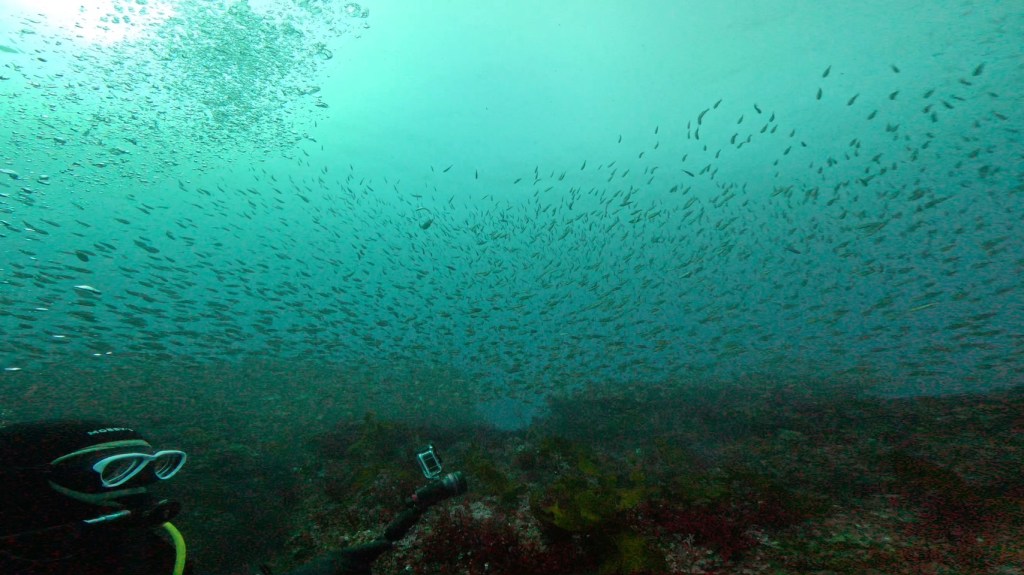 勝浦・鵜原２ボート
