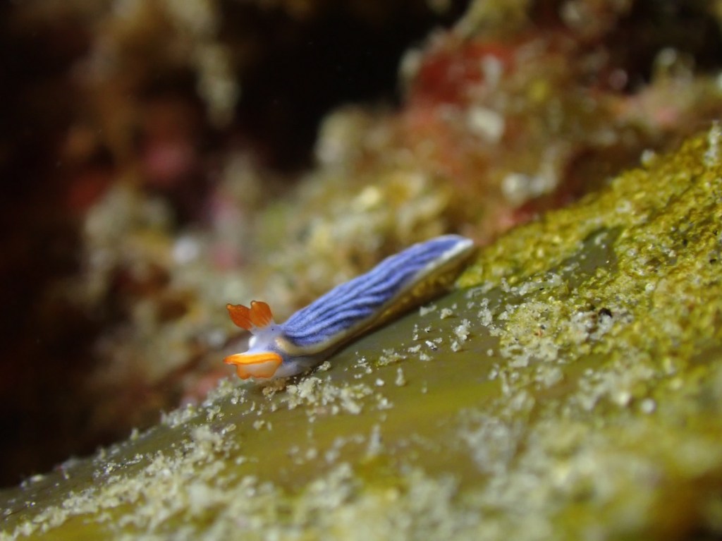 勝浦・鵜原３ビーチ