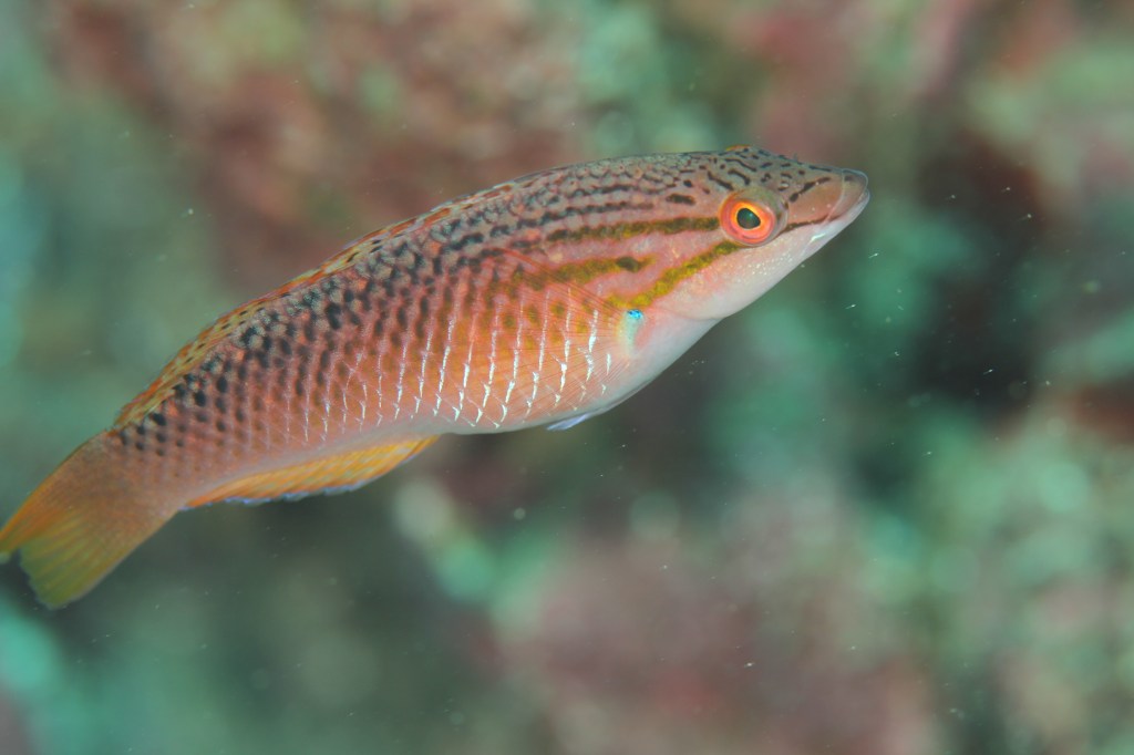 勝浦・鵜原２ビーチ