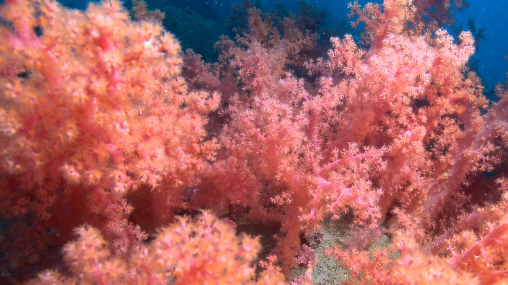 沖ノ島３ボート