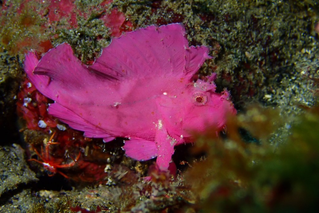 伊豆・北川2ボート