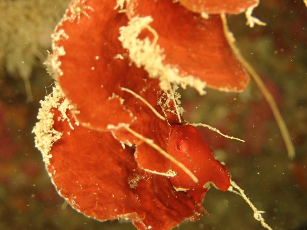 行川２プチボート１ボート