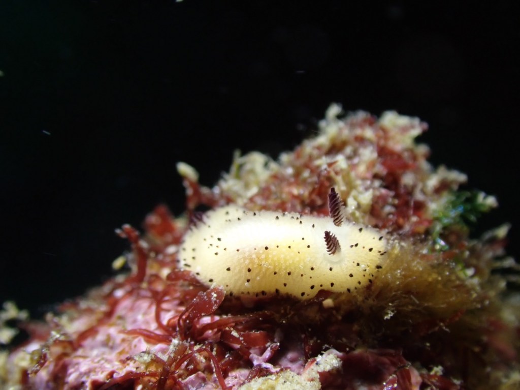 鵜原１ビーチ１ボート