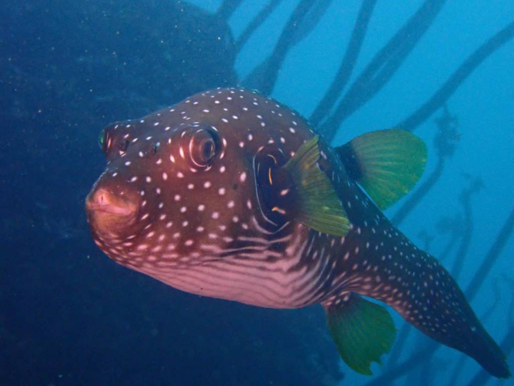 勝浦・行川１プチボート１ボート