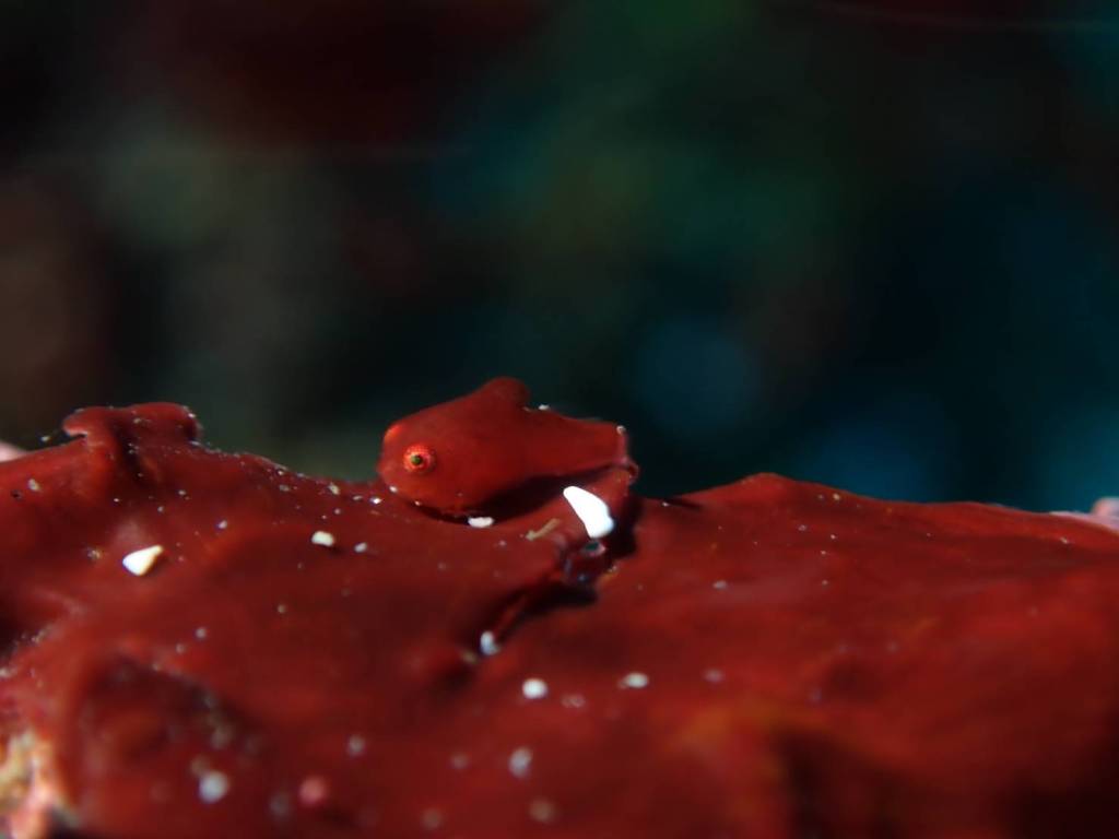 勝浦うばら1ビーチ1ボート