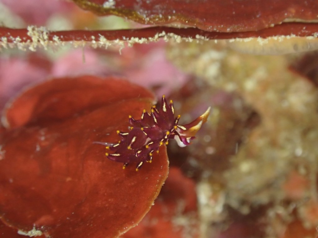 勝浦鵜原　ボート