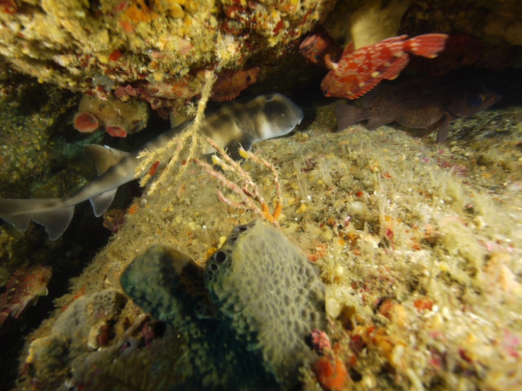 行川１プチボート１ボート