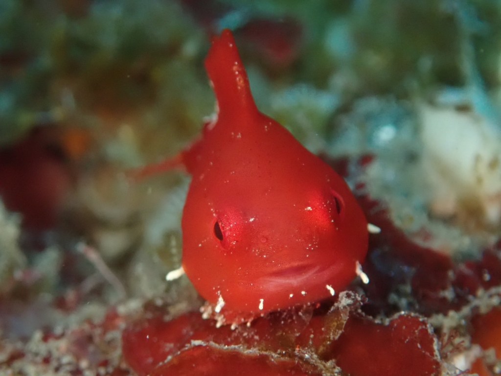 鵜原２ボート１ビーチ