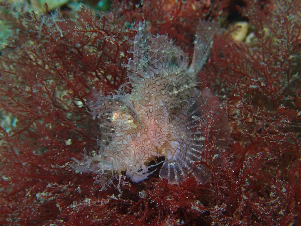 かっちゃま　ボート潜水