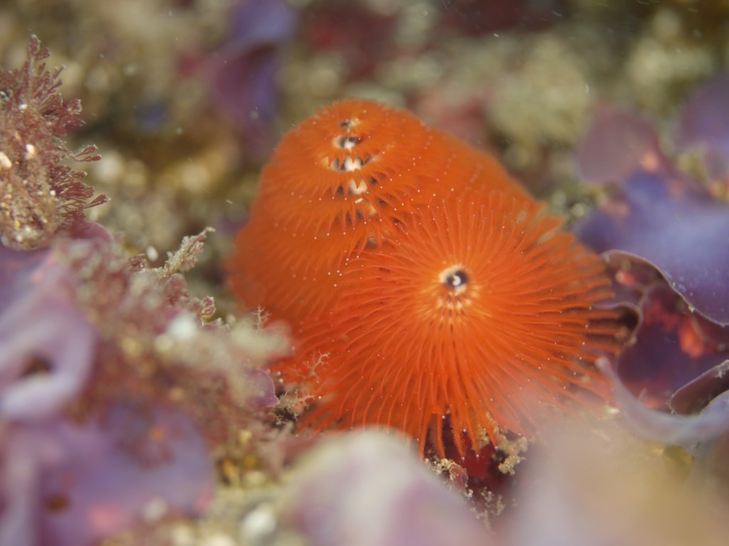 勝浦・行川(なめがわ)２プチボート