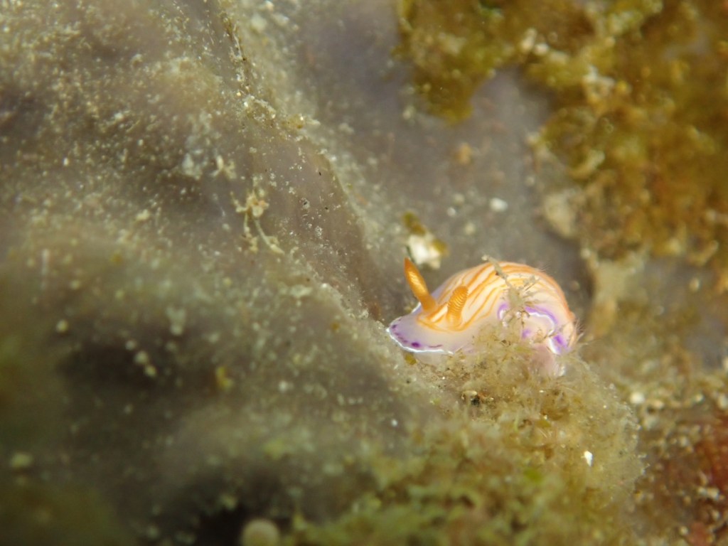 かっちゃま３ボート