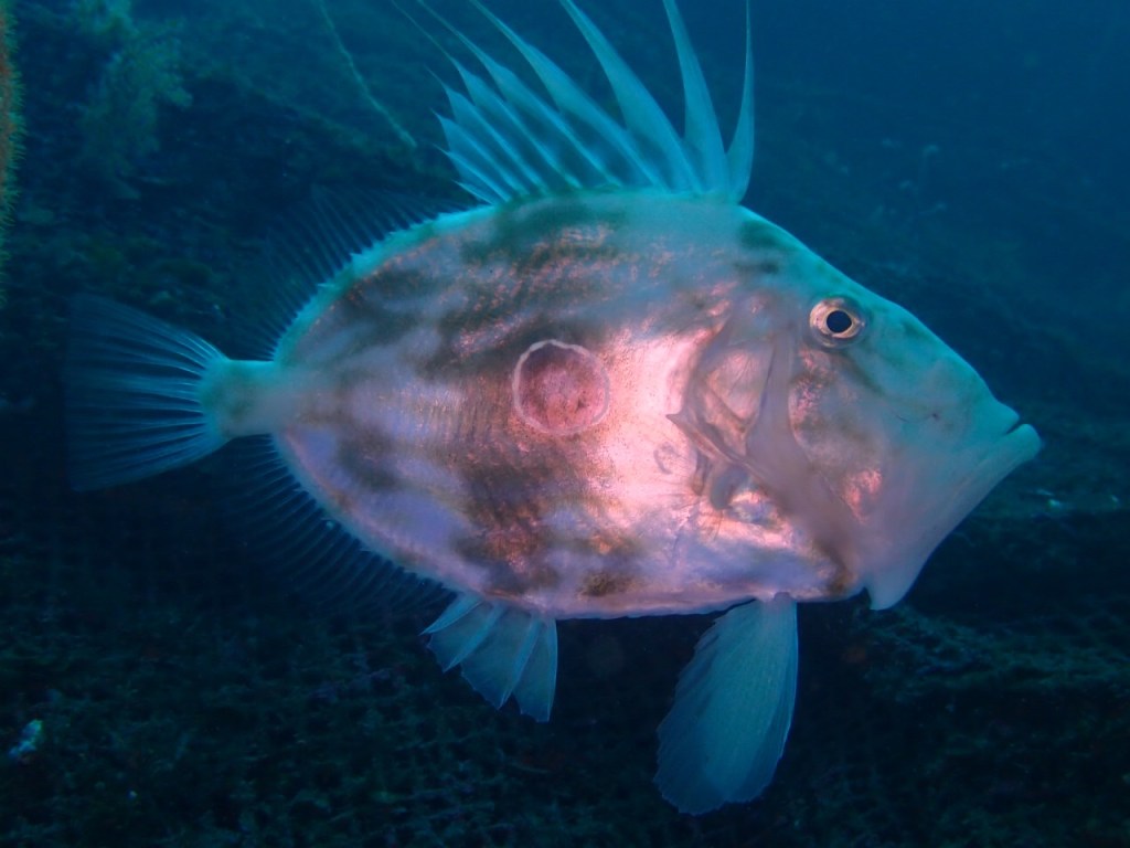 かっちゃ２ボート