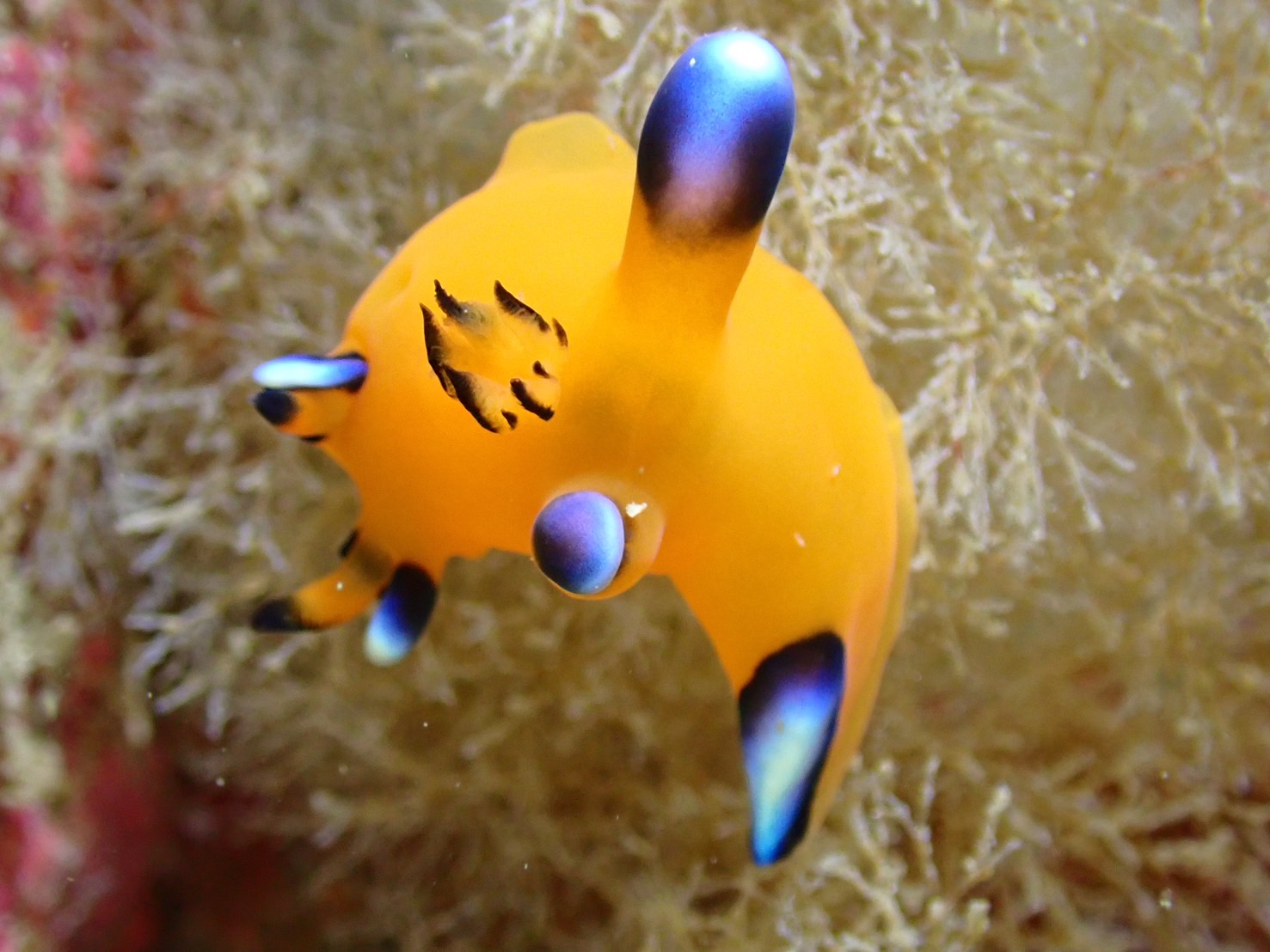 高騰中【海外限定】新品　ピカチュウ&ゴンベ　ダメカンダイス　　ホノルル 高騰中【海外限定】新品ピカチュウ&ゴンベダメカンダイスコインホノルル