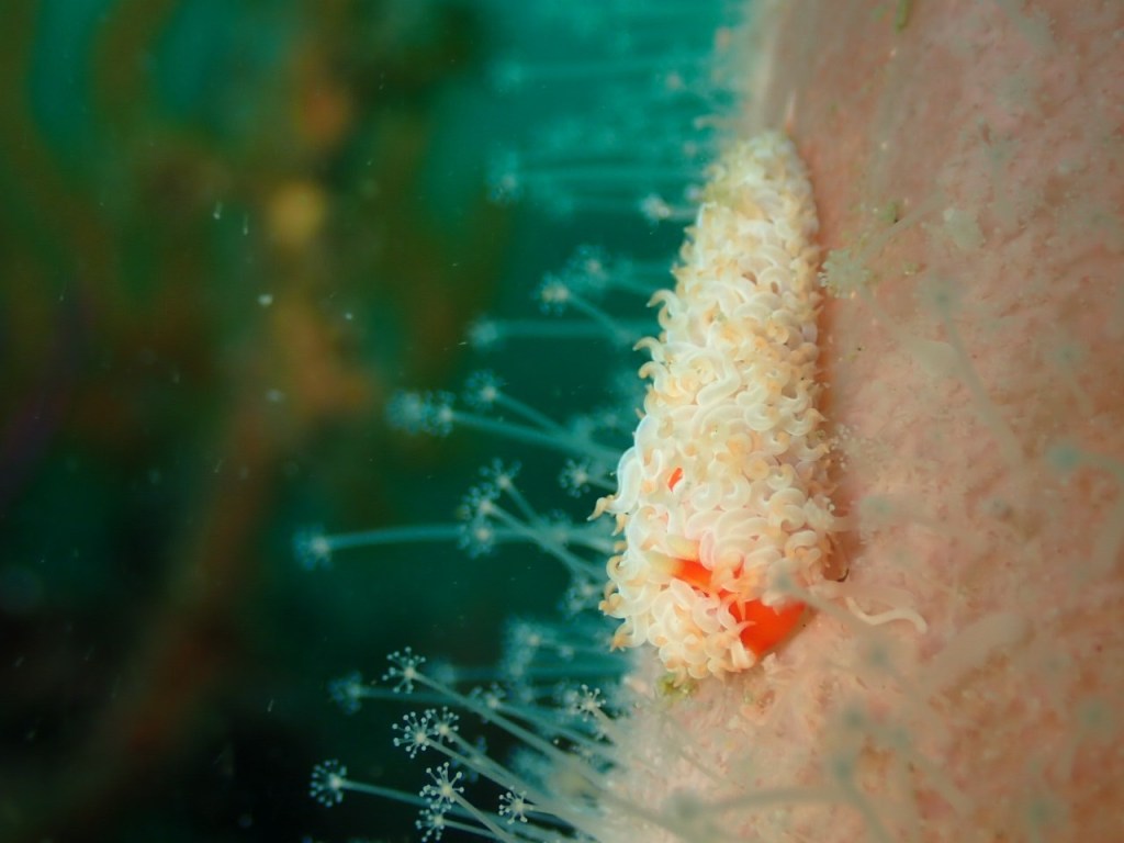 2ボート・のんびり潜れましたよー。