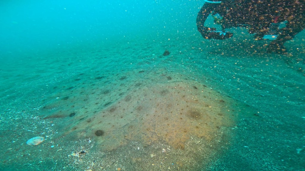 2ボート・大型サイズのツバクロエイ登場。