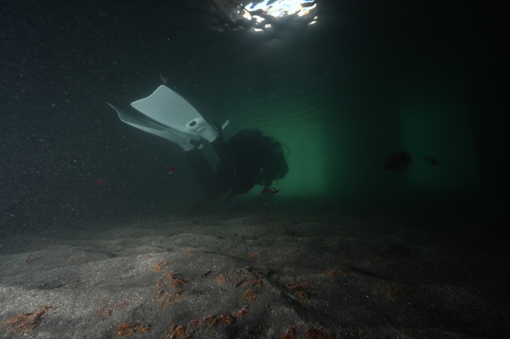 １ボート１ビーチ・ネコザメ祭りでしたー。