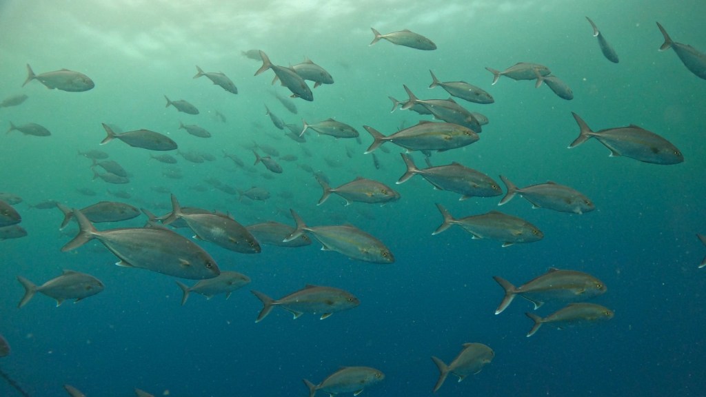 2ボート。回遊魚大群出てます！