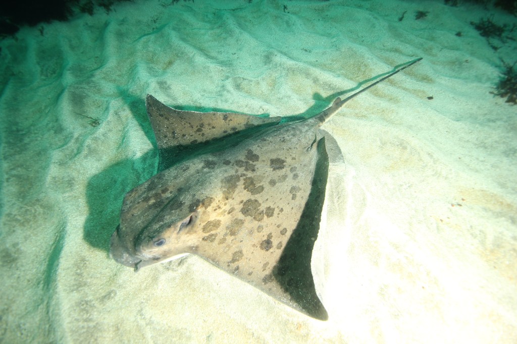 砂地にｍ越えのトビエイが。