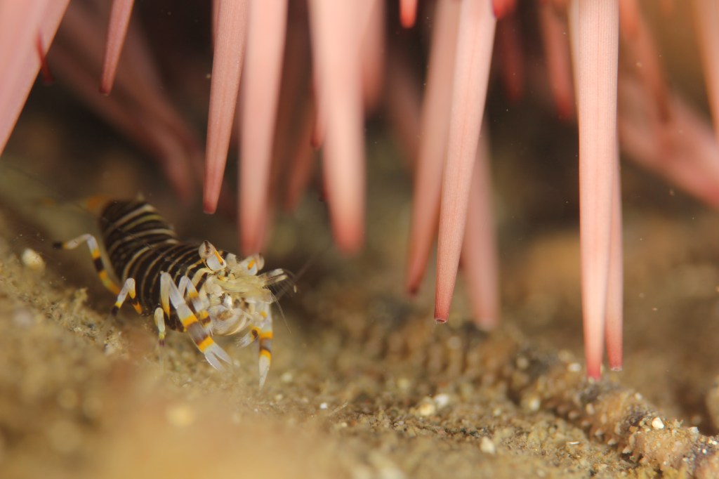 ビーチ・マクロフォト