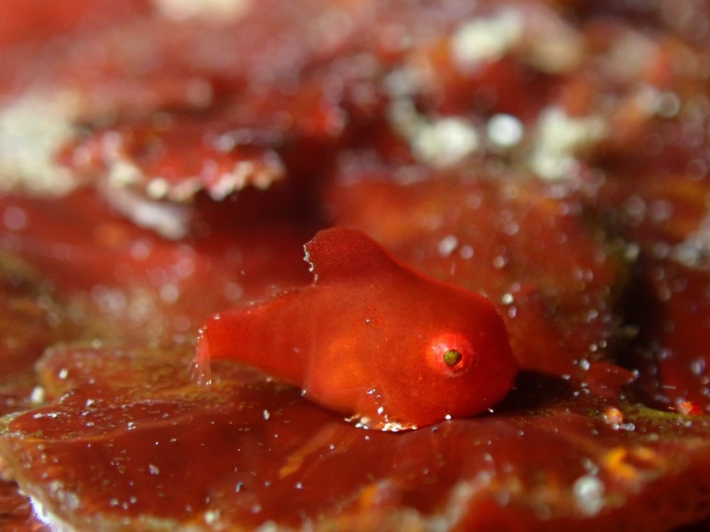 ダンゴウオやウミウシを。