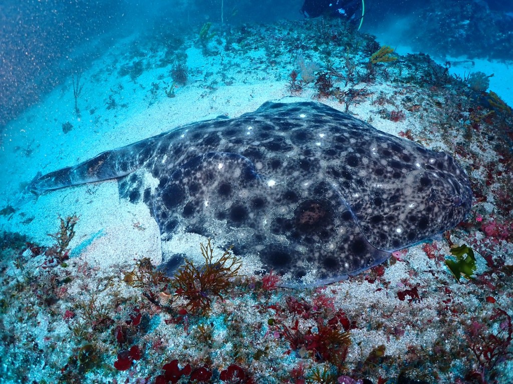 ２ボート・青物大群がっつりでした。