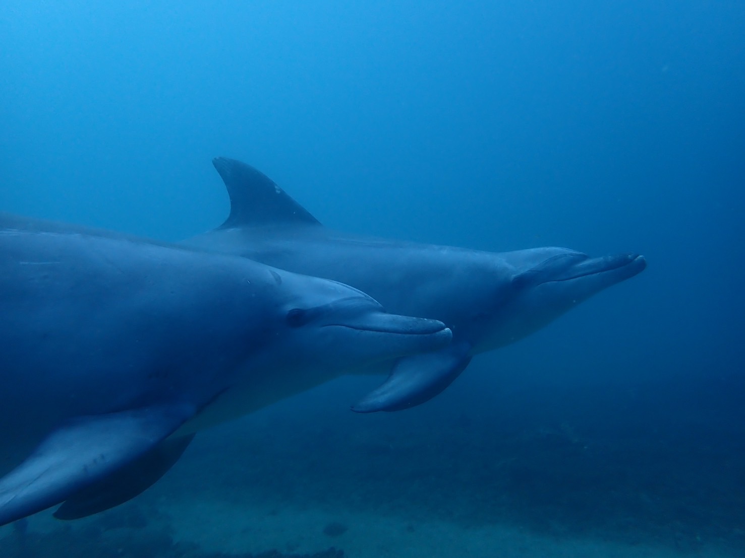 2チームです。イルカとの出会いに感謝 – 千葉県勝浦市の海で