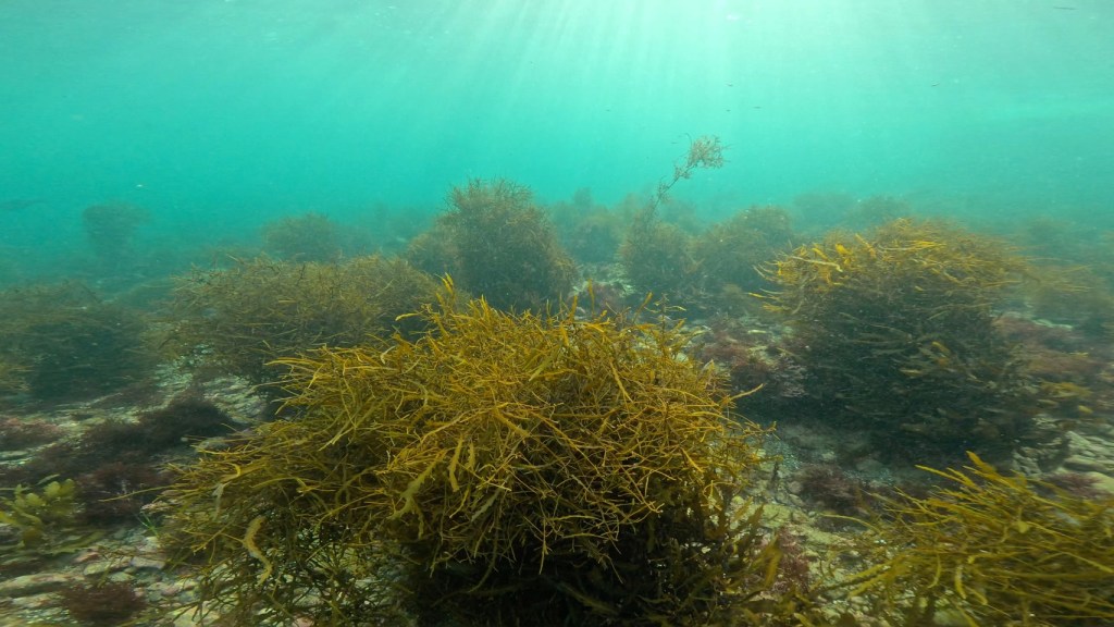 OW・AOW・リフレッシュコース・みんなでスキルアップ。