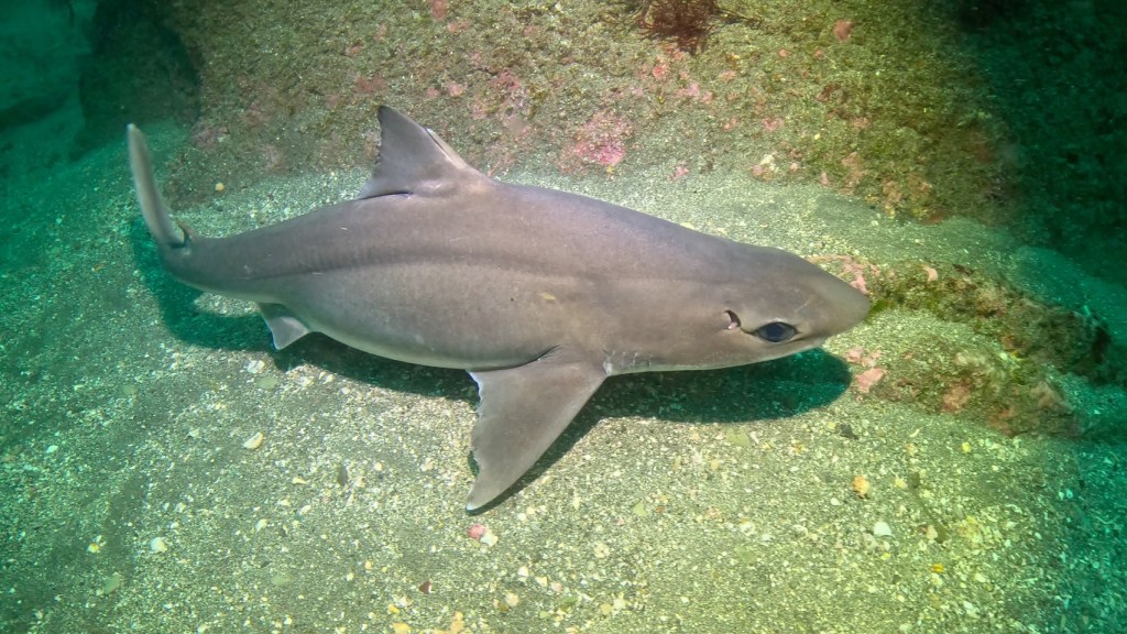 ３ボート・ツノザメ・コロザメと出会えました。