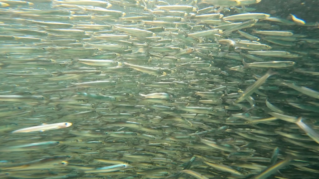 ２ボート・２ビーチ。２チームで動いてきました。